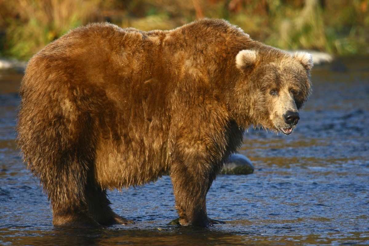 fat bear week