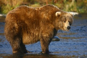 fat bear week