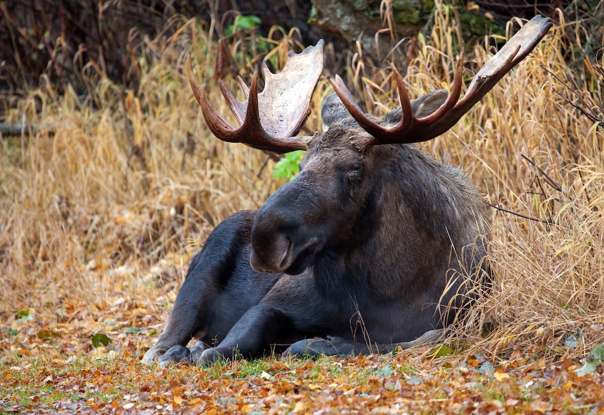 moose roadside rest jasper