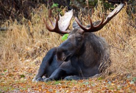 moose roadside rest jasper