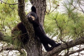 bear break in