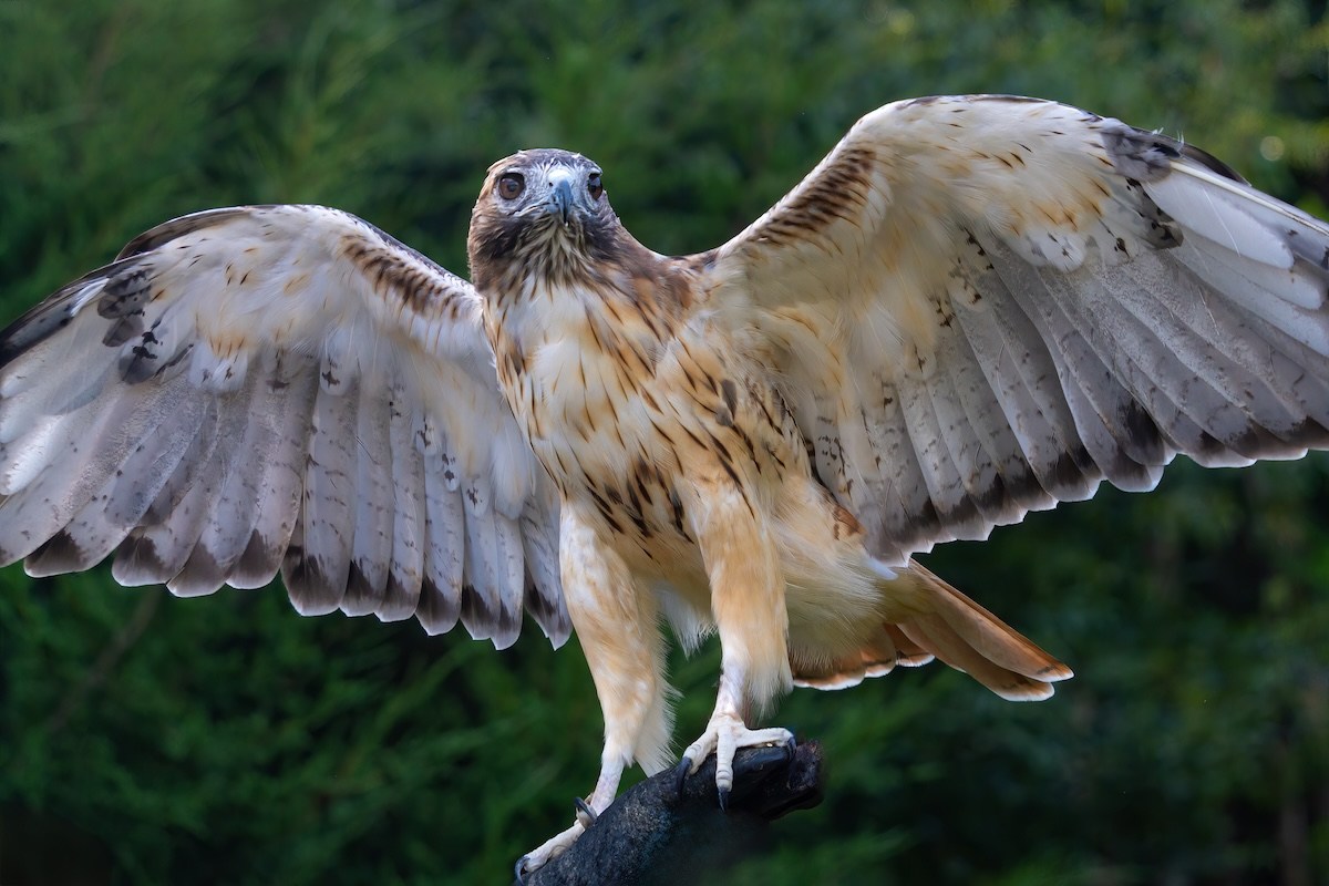 hawk trucker