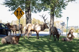elk smashes window