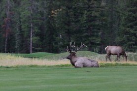 bull elk golf cart