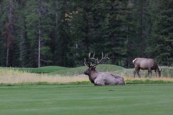 bull elk golf cart