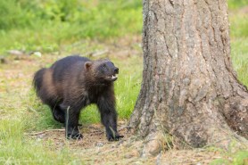 wolverine idaho