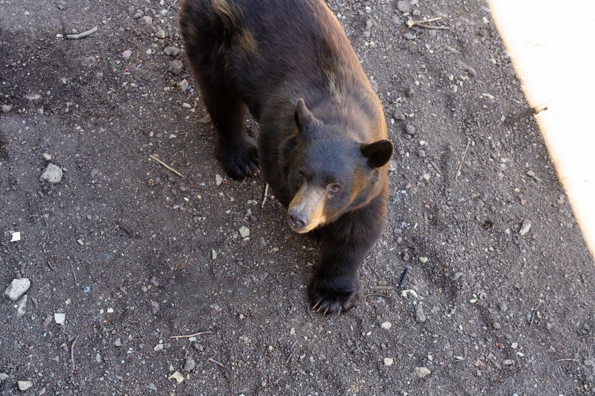 black bear backyard