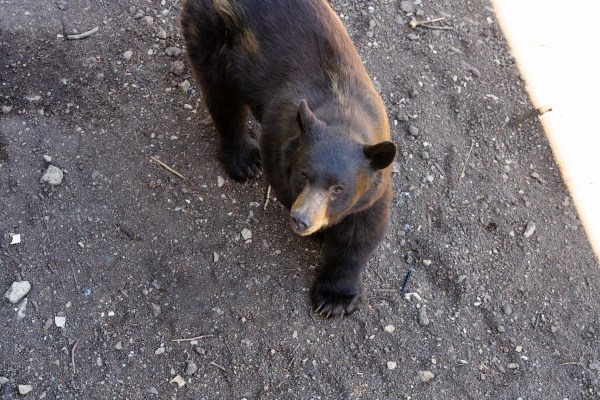 black bear backyard