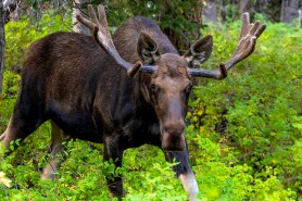 moose injures hiker