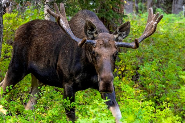 moose injures hiker