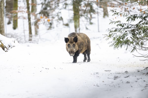 wild boar