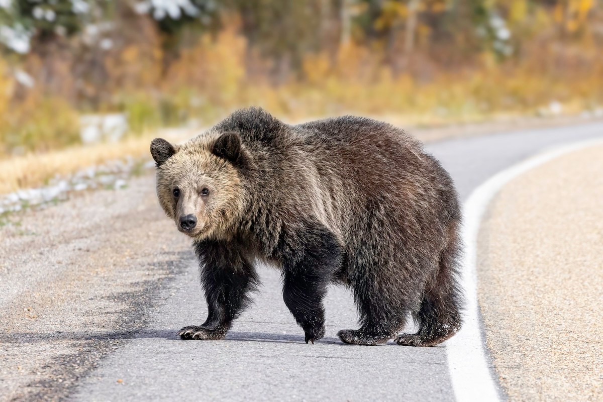 grizzlies traffic glacier