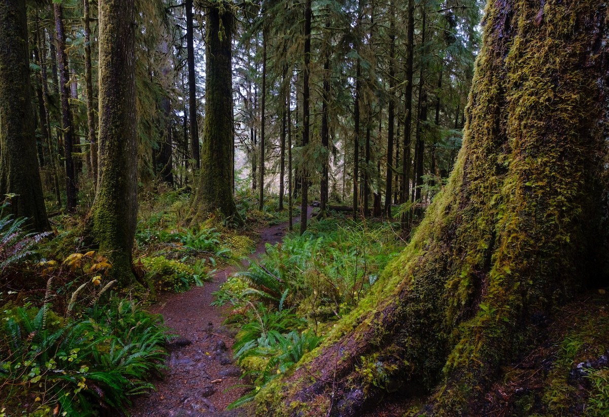 missing hiker olympic national park