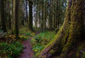 missing hiker olympic national park