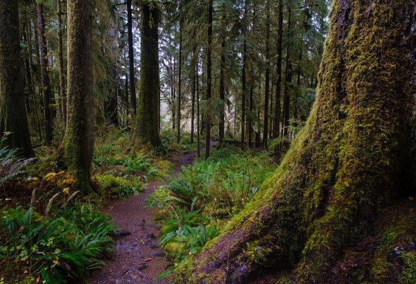 missing hiker olympic national park