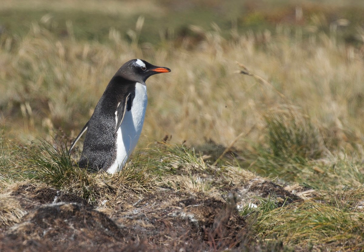 penguin new species