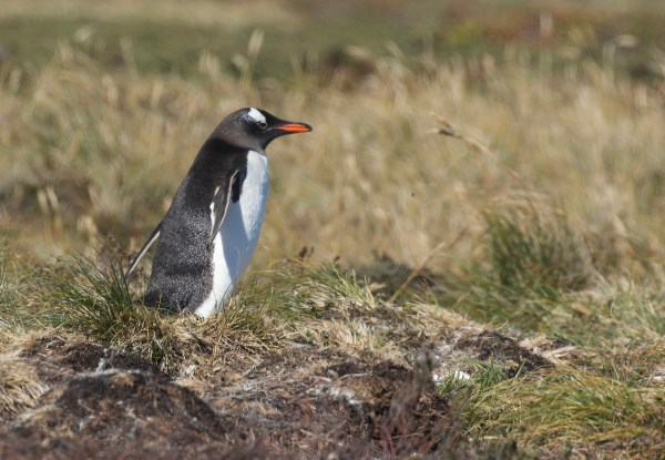 penguin new species