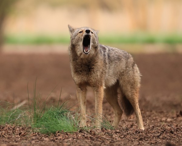 coyotes san diego