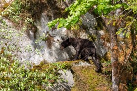bear poop cliff