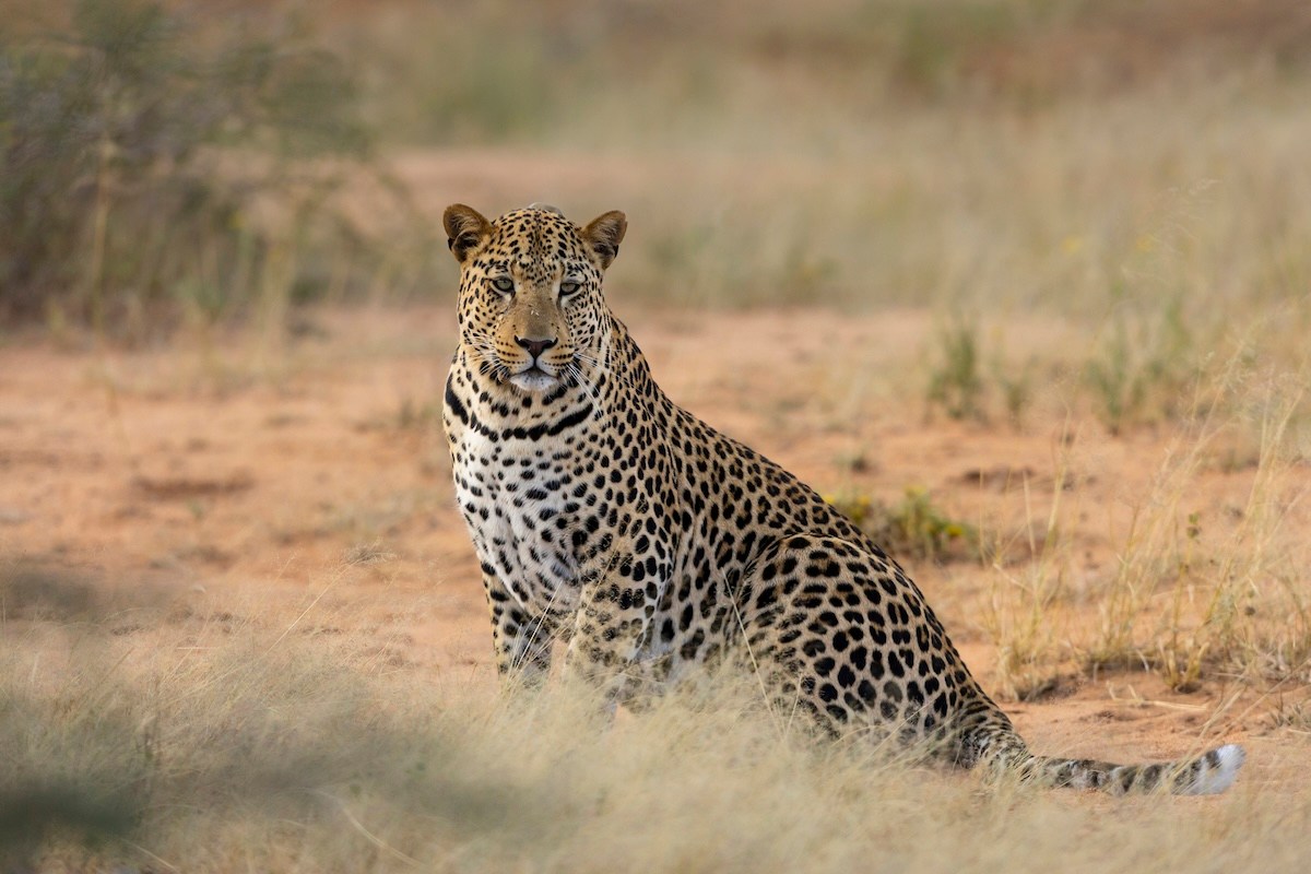 leopard vehicle