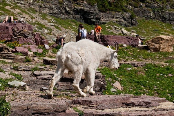 tourists mountain goat glacier national park