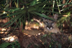 florida panther trail cam