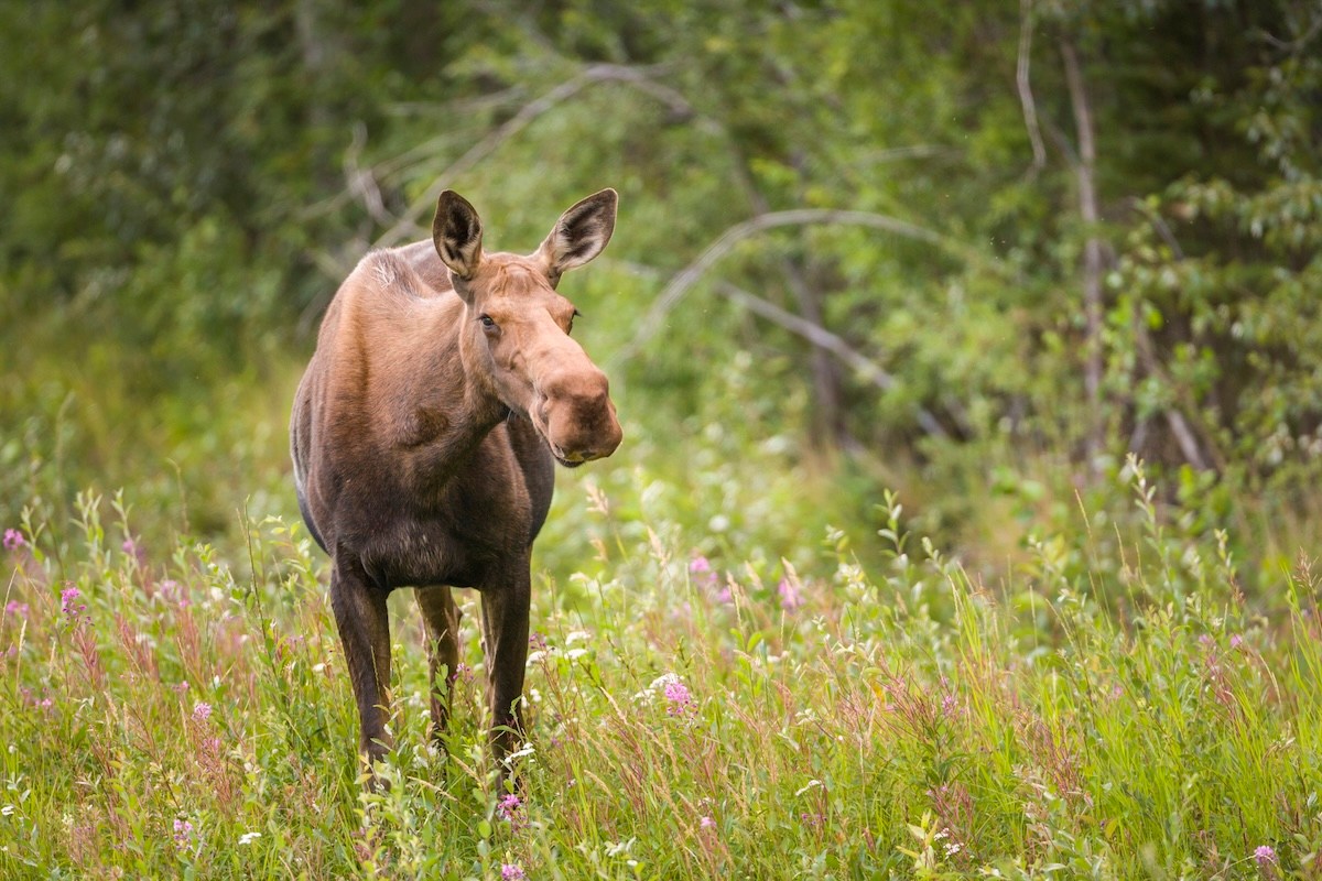 moose charged woman dog utah