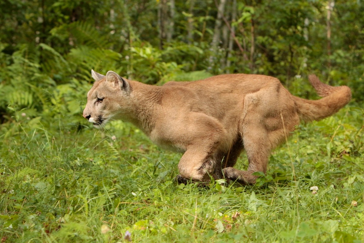 mountain lion running cops