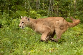 mountain lion running cops