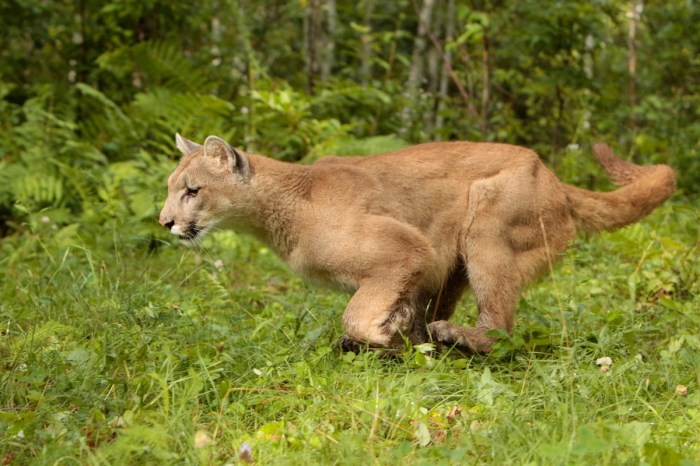 mountain lion running cops