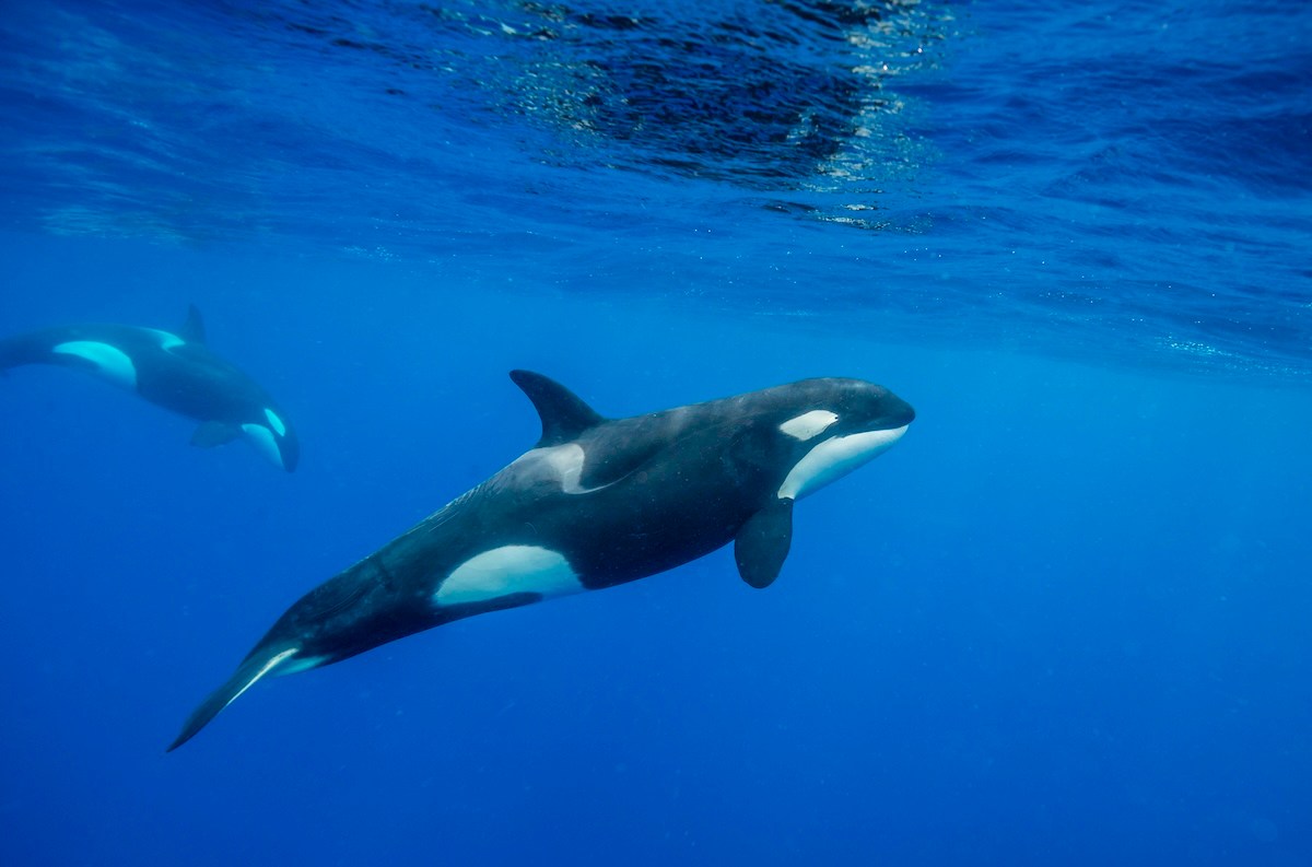 orcas boat