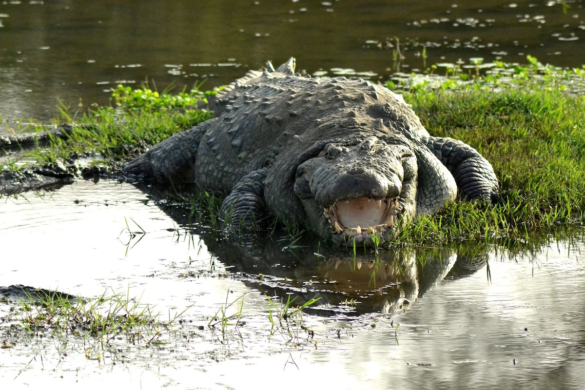 alligator bridge