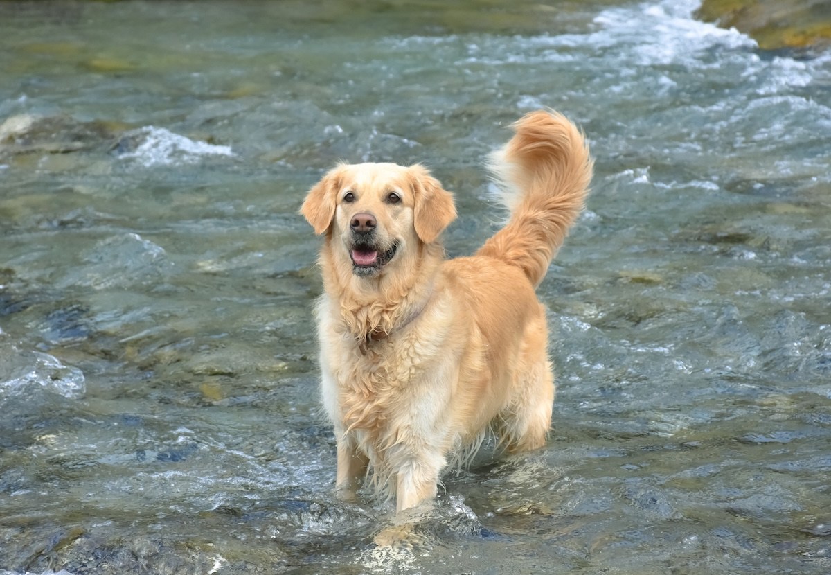 dog river kayakers