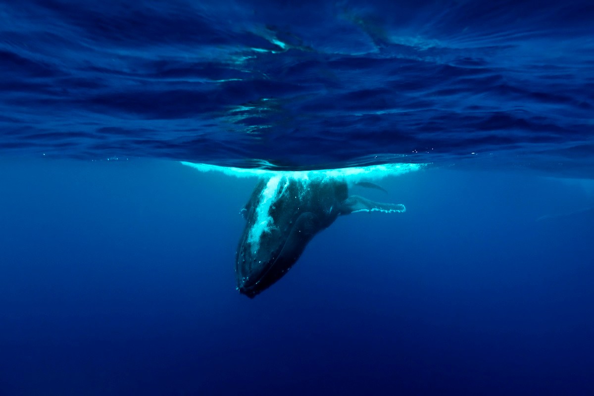 whale boat door