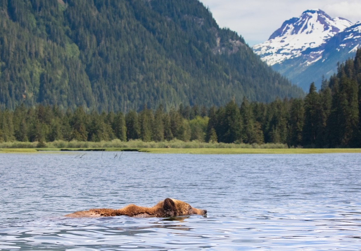 grizzly bears polson bay
