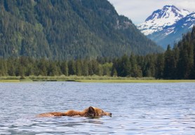 grizzly bears polson bay