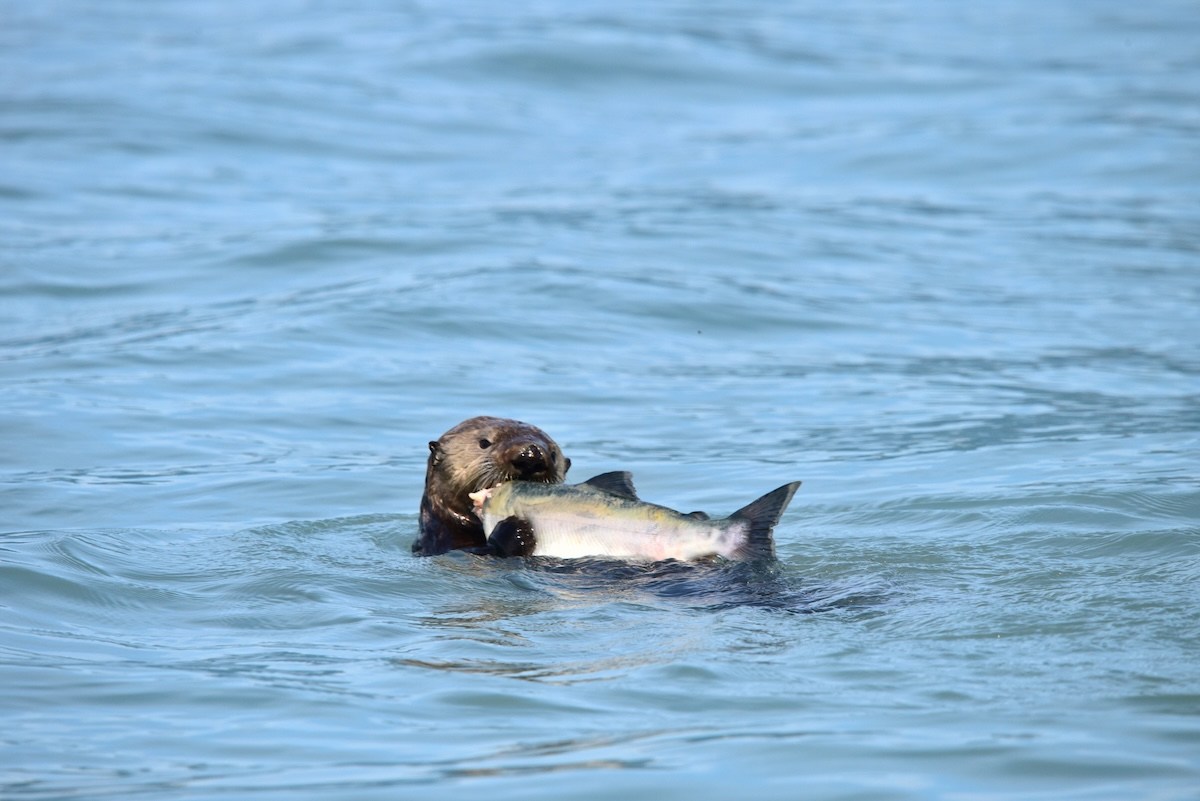 otter seal