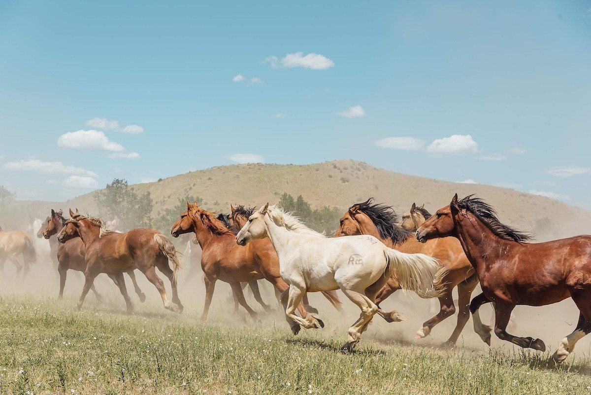 horse herd Wyoming photo shoot