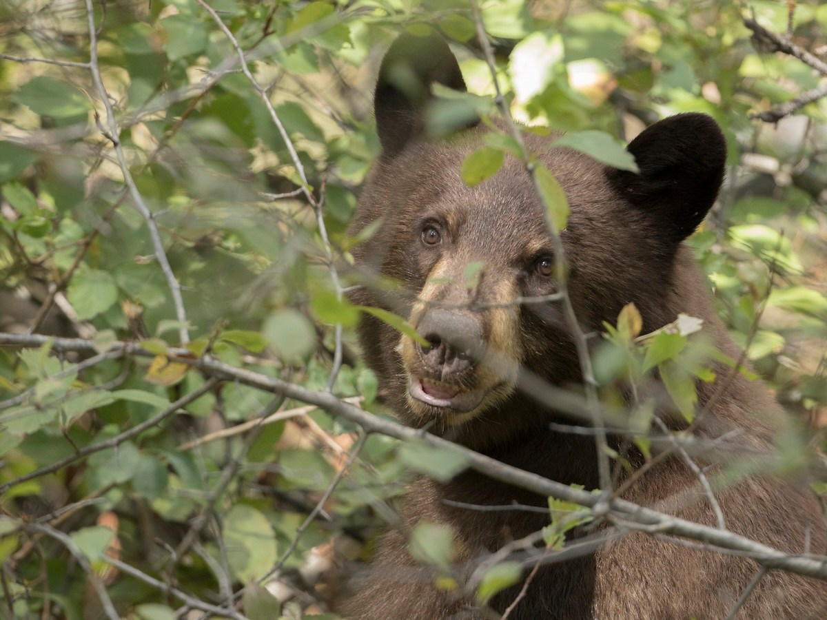 bear book