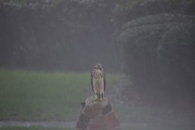 hawk hurricane