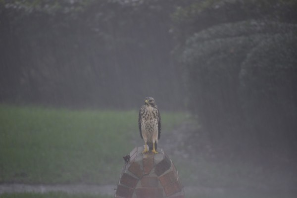 hawk hurricane