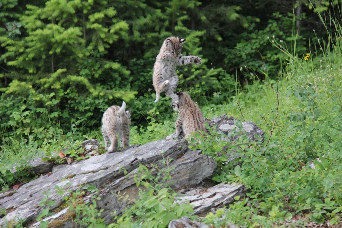 bobcats wrestle