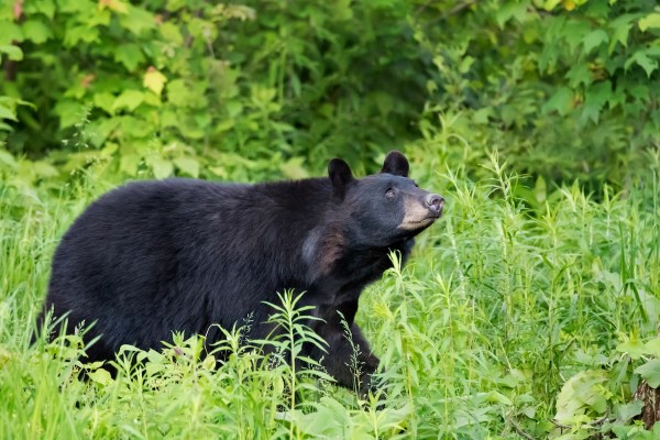 bear canadian