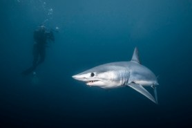 kayak fisherman shark