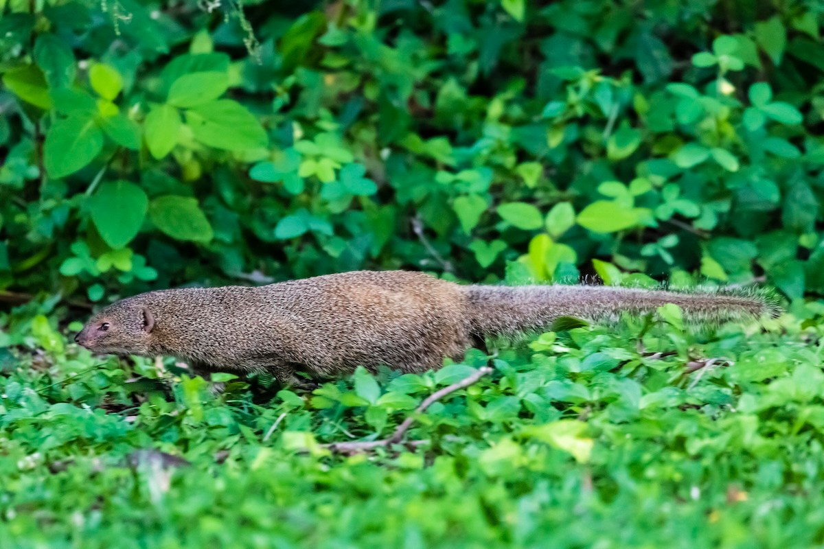 mystery animal mongoose