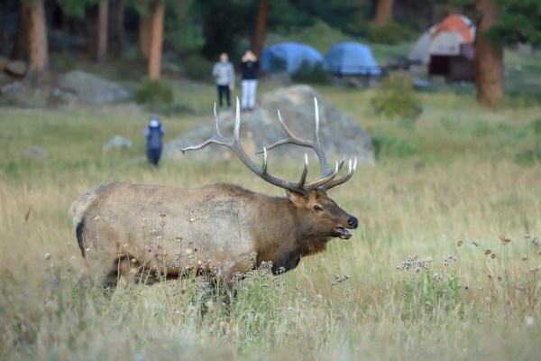 elk rocky mountain tent