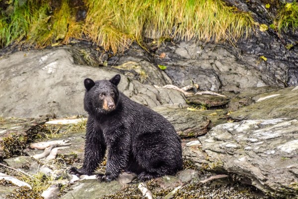 black bear trash truck alaska