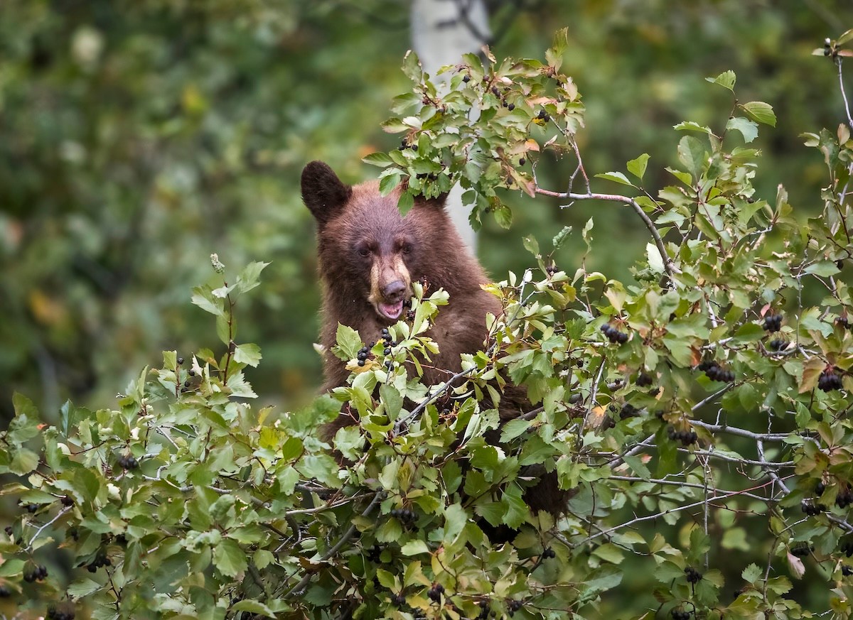 bear home colorado cub