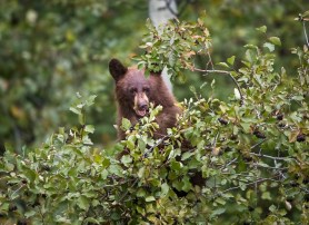 bear home colorado cub