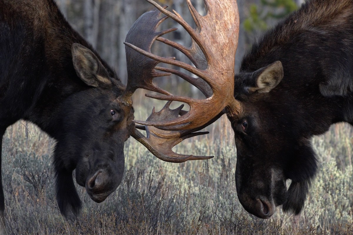 bull moose fight porch